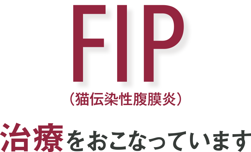 FIP（猫伝染性腹膜炎）治療をおこなっています